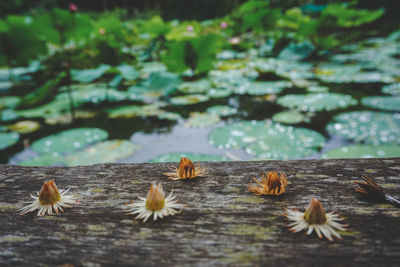 Close-up of flowers on wood