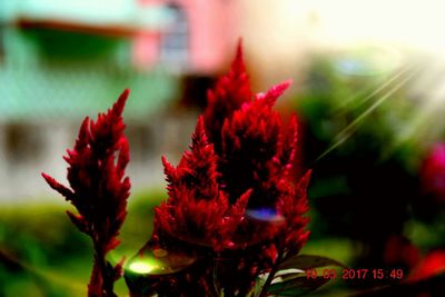 Close-up of red flowers