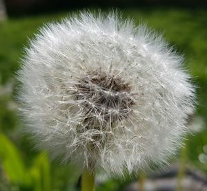 Close-up of dandelion