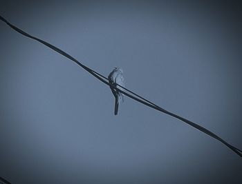 Low angle view of barbed wire