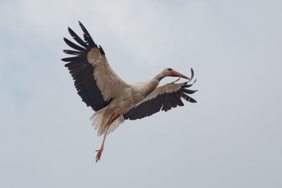 Low angle view of a bird flying