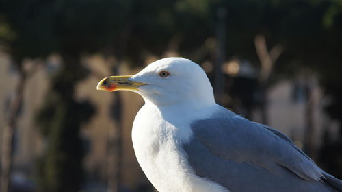 Close-up of seagull