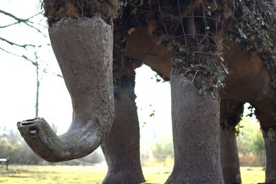 Close-up of tree trunk