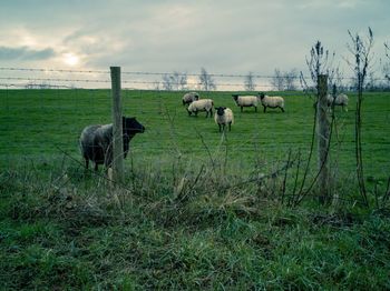 Sheep in a field