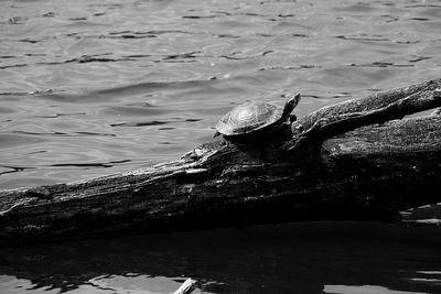 Bird swimming in lake