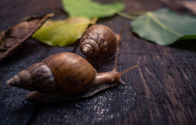 Close-up of snail on wooden table