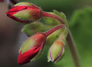 Close-up of red flower buds