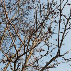 Low angle view of flowering tree against sky