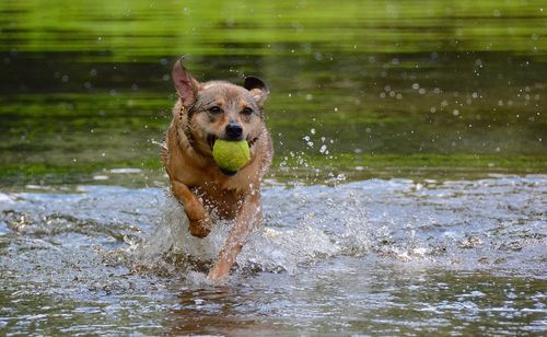 Dog carrying ball in mouth while running in lake