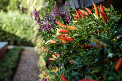 Close-up of fresh green plants