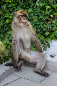 Macaque monkey sitting in park