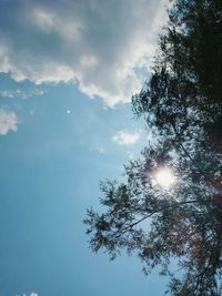 Low angle view of trees against sky