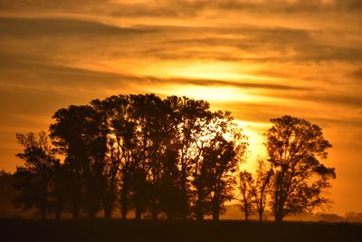 Silhouette of trees at sunset