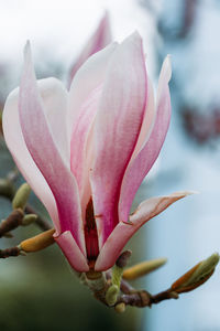 Close-up of magnolia  flower