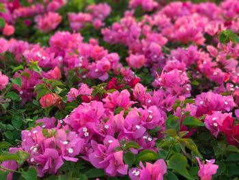 Close-up of pink flowers blooming outdoors