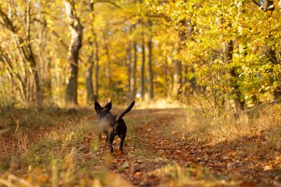 Dog standing in forest