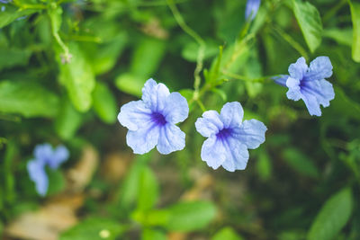 Close-up of purple flowering plant