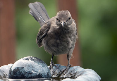 Tail up on the fountain