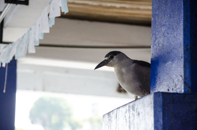 Close-up of bird perching on railing