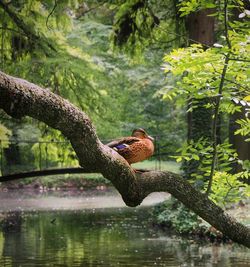 Bird perching on a tree