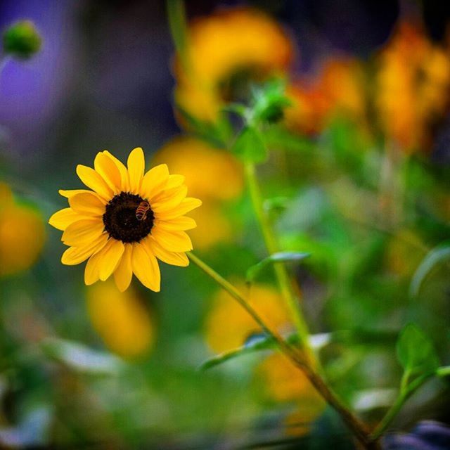 flower, petal, yellow, freshness, fragility, flower head, focus on foreground, growth, close-up, beauty in nature, plant, blooming, nature, selective focus, in bloom, pollen, stem, outdoors, no people, day