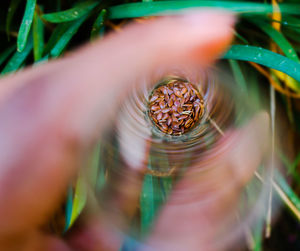 Close-up of hand on potted plant