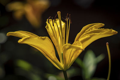 Close-up of yellow flowering plant