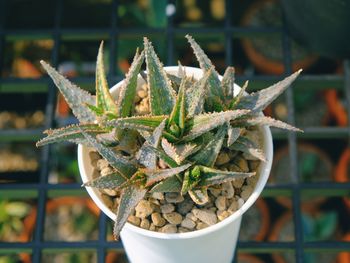 Close-up of succulent plant