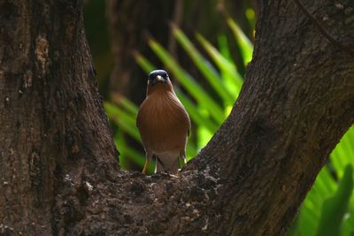 Close-up of bird perching on tree trunk