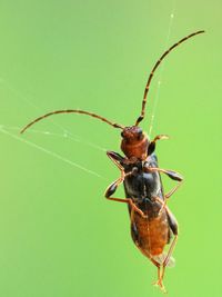 Close-up of spider on web