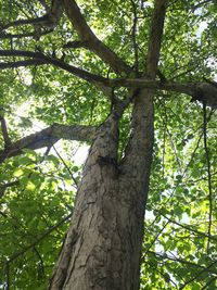 Low angle view of tree against sky