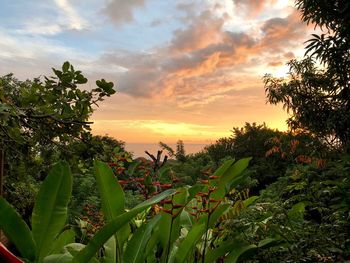 Plants and trees against sky during sunset