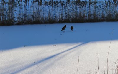 Birds on snow covered landscape