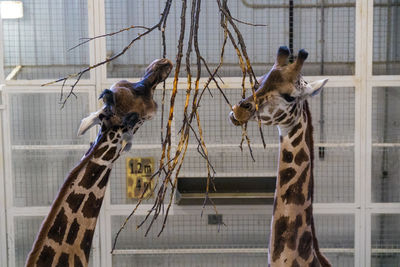 Giraffes at zoo