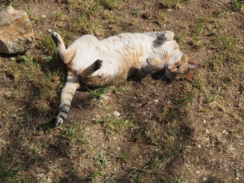 High angle view of cat relaxing on field