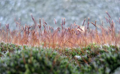 Close-up of plants growing on field