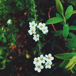 Close-up of white flowers