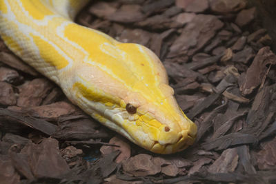 Close-up of a lizard on a land