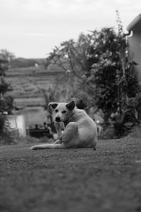 View of a dog on the ground