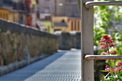 Close-up of flowering plant by railing in city