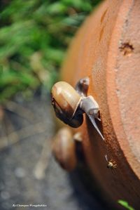 Close-up of snail on wood