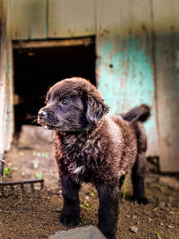 Close-up of a dog looking away