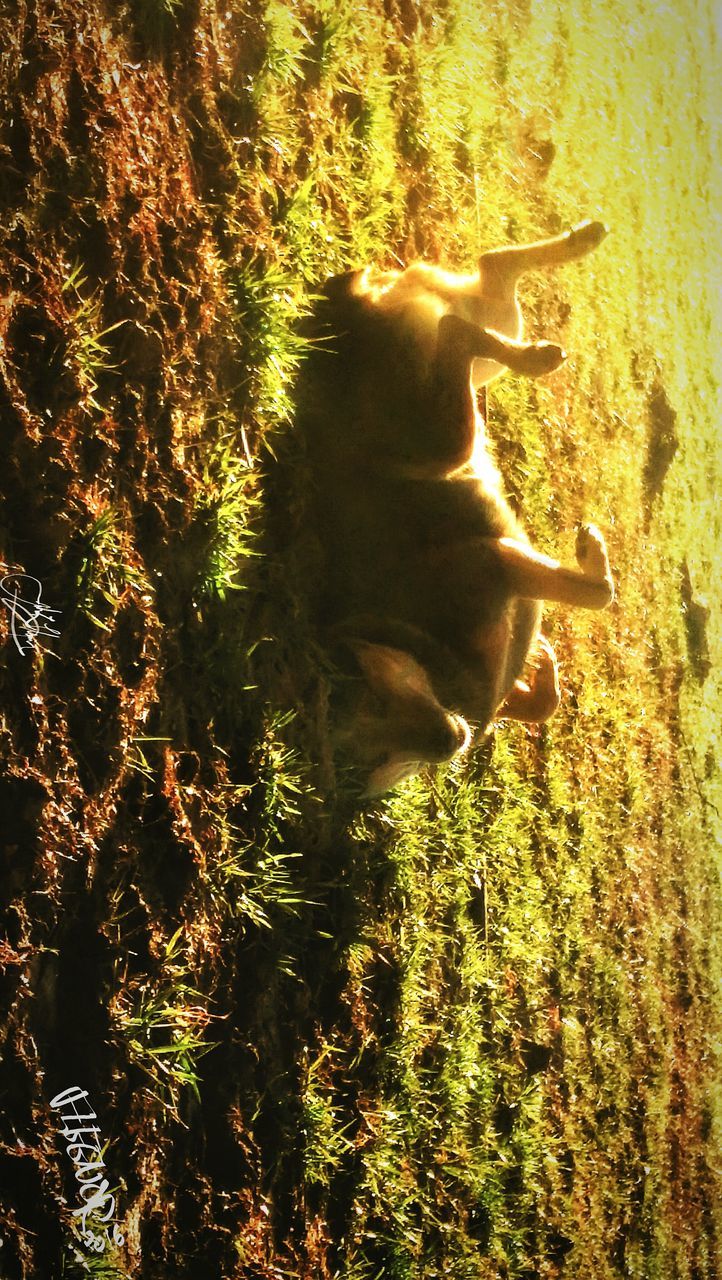 DOG IN PARK