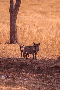 Warthogs in field 