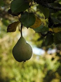 Close-up of pear on tree