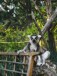 Close-up of an animal