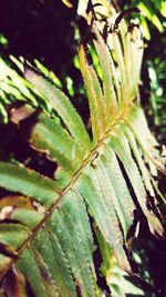 Close-up of lizard on plant