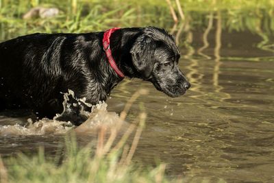 Dog on wet shore