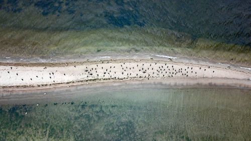 Flock of birds on land