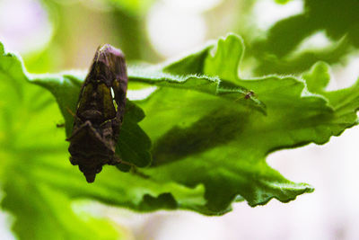 Close-up of ant on leaves
